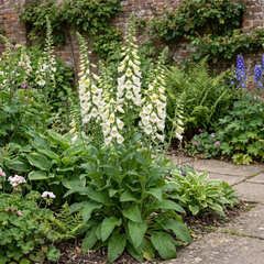 1 Digitalis Hanabee White Foxglove Plant, Hardy Perennial, Bee Friendly, 3 Litre Root Ball