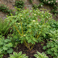 Cornus Flaviramea Yellow Twig Dogwood Plant, Hardy Winter Stem Shrub, Litre Root Ball