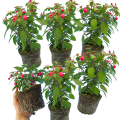 Set of 3 or 6 Large Plants - Fuchsia Diva Rose & Violet, Ready to Plant in Your Garden