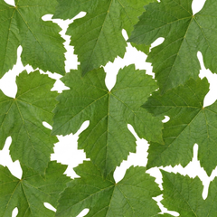 1 Superior Seedless White Grape Vine Plant, Hardy Outdoor Garden Ready, 3 Litre Root-Ball