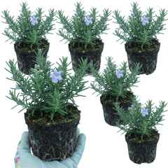 Set of 3 or 6 Rosemary ‘Blue Winter’ Herb Plants (Salvia rosmarinus), Hardy Evergreen Culinary Shrub, Outdoor Garden Ready, 1 Litre Root-Ball