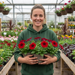Set of 3 Large Plants - Petunia Easy Wave Red, Outdoor Garden Ready