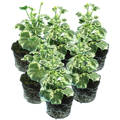Geranium Pelgardini Frank Headly | 3 or 6 1L Pots