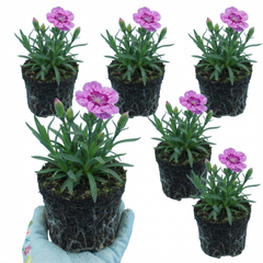 Pink Purple Carnation, Ready to Plant in Your Garden, 10.5 cm