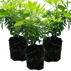Choisya Sundance | 3 or 6 1L Pots