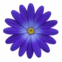 Senetti Pericallis Pop Bang Blue Plant, Outdoor Garden Ready Summer Flowering, 6.5 Litre Root Ball