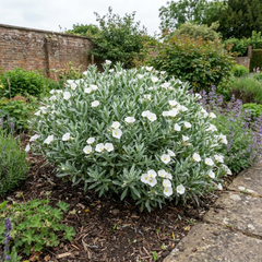 1 Convolvulus Cneorum Silver Bush Plant, Hardy Evergreen White Flowering Shrub, 2L Root-Ball
