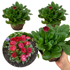 Bellis Habanera Red | 3 or 6 1L Pots