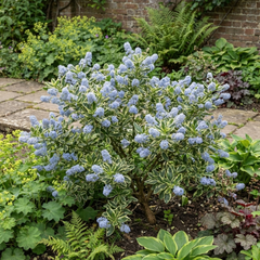 Ceanothus Cool Blue Plant, Hardy Blue Flowering Evergreen Shrub, California Lilac, Litre Root Ball