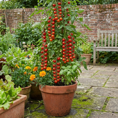 Tomato Sweet Million Variety, Ready to Plant in Your Garden