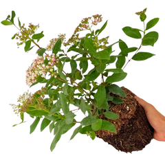 Viburnum Tinus | 3L Pot