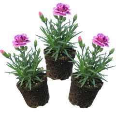 Pink Purple Carnation, Ready to Plant in Your Garden, 10.5 cm