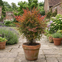 1 Nandina Gulf Stream Heavenly Bamboo, Compact Hardy Evergreen Garden Shrub, 3 Litre Root Ball