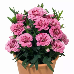 Set of 3 Large Plants - Dianthus Oscar Pink Purple, Outdoor Garden Ready