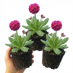Set of 3 or 6 Primula Denticulata Deep Rose Hardy Perennial Plants, Spring Flowering, Outdoor Garden Ready, 1 Litre Root-Ball