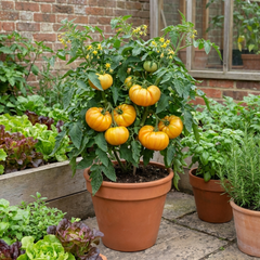 Set of 3 or 6 Large Plants - Tomato Buffalosun Variety, Ready to Plant in Your Garden