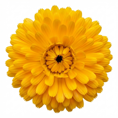 Calendula ‘Fiesta Yellow’, Ready to Plant