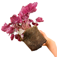 Heuchera Huckleberry