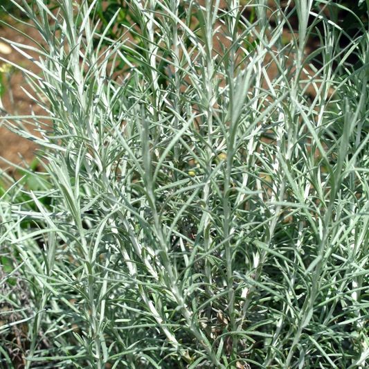 Curry Plant | 3 or 6 1L Pots