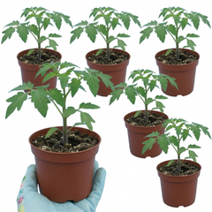 Tomato Supersteak Variety, Ready to Plant in Your Garden