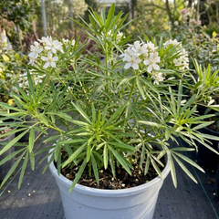 Choisya Greenfingers Shrub, Hardy Evergreen Mexican Orange Blossom Plant, 19cm 3L Root-Ball