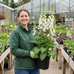 1 Digitalis Hanabee White Foxglove Plant, Hardy Perennial, Bee Friendly, 3 Litre Root Ball