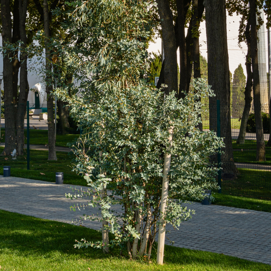 Eucalyptus Gunnii | 3L Pot