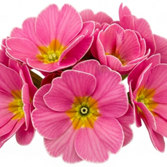 Primrose Strawberry, Ready to Plant in Your Garden, Peat Free