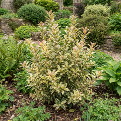 Osmanthus Goshiki Variegated Evergreen Shrub, Hardy Outdoor Garden Ready, 19cm Root-Ball