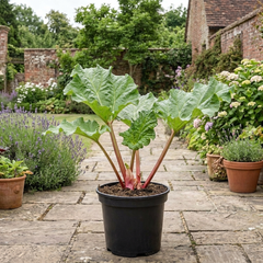 1 Rhubarb Victoria Plant, Hardy Perennial, Grow Your Own Fruit, Garden Ready, 17cm Root Ball