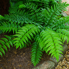 Holly Fern Cyrtomium Fortunei | 2L Pot