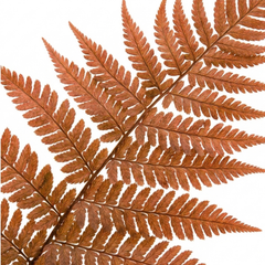 Japanese Shield Fern Dryopteris Erythrosora Prolifica, Hardy Shade Perennial Plants, 1 Litre Root Ball