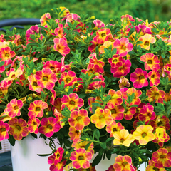 Calibrachoa Cabaret Diva Orange | 3 or 6 1L Pots