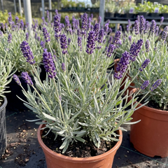 1 Lavender Essence Purple Hardy Perennial Plant, Fragrant Bee Friendly Garden Shrub, 2 Litre Root Ball