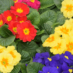 Primrose Growers Selection | 3 or 6 1L Pots