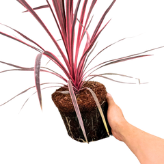Cordyline Charlie Boy