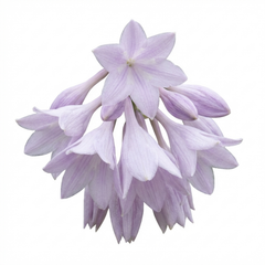Atlantis Plantain Lily, Ready to Plant in Your Garden, 1L