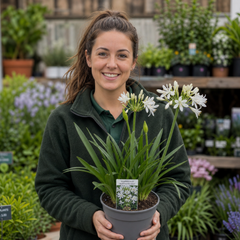 1 Large Plant - Agapanthus Northern Star, Ready to Plant in Your Garden, 2L Pot