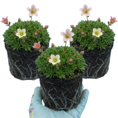 Saxifrage Ice Colours Appleblossom Plants, Hardy Alpine Rock Garden Perennial, Outdoor Garden Ready, 1 Litre Root-Ball