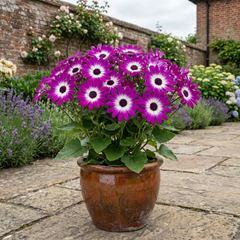Senetti Magenta Bicolour Pericallis Plant, Vibrant Summer Bedding Flowers, 17cm Root-Ball