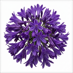 1 Large Plant - Agapanthus Poppin Purple, Ready to Plant in Your Garden, 2L Pot