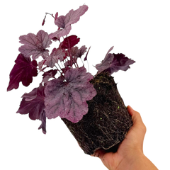 Heuchera Grape Timless | 2L Pot