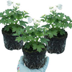 Set of 3 or 6 Delphinium Pacific Giants Galahad Hardy Perennial Plants, Tall Cottage Garden Flowers, Outdoor Garden Ready, 1 Litre Root-Ball