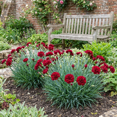 Set of 3 Large Plants - Dianthus Oscar Dark Red, Outdoor Garden Ready