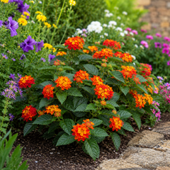 1 Large Plant - Lantana Bandolista Chilli, Ready to Plant in Your Garden, 2L Pot