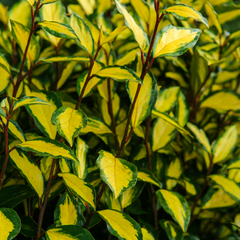 Elaeagnus Ebbingei Maryline