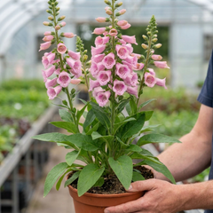1 Digitalis Hanabee Pink Foxglove Plant, Hardy Perennial for Cottage Garden, 2Ltr Root Ball
