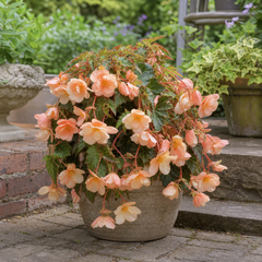 1 Large Plant - Begonia Fragrant Falls Peach, Outdoor Garden Ready, 2L Pot