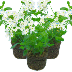 3 Large Plants - Verbena Lanai Up White, Ready to Plant in Your Garden