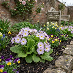 Primrose Queen Lilac Picotee Plants, Hardy Perennial, Spring & Autumn Flowering, Outdoor Garden Ready, 1 Litre Root-Ball